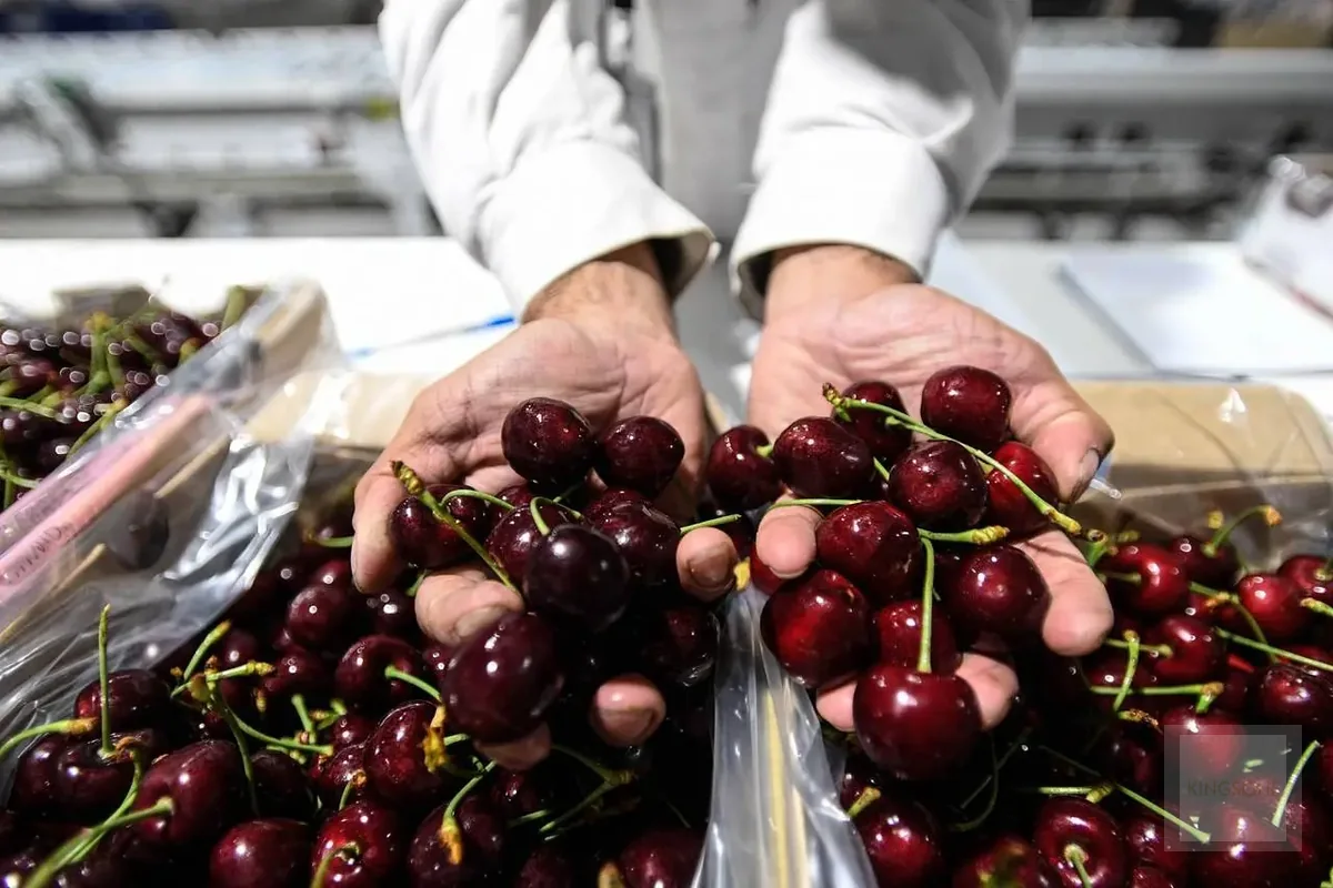 Envases para cerezas y fruta premium